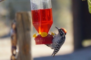 A woodpecker at a hummingbird feeder