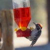 A woodpecker at a hummingbird feeder