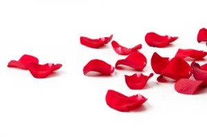 Rose petals on a white background.