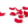 Rose petals on a white background.