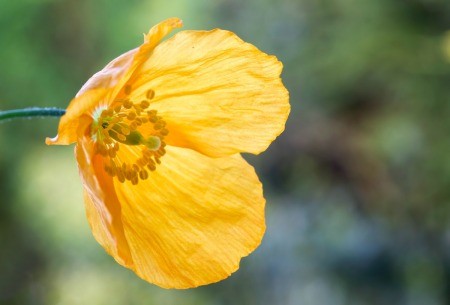 A yellow Welsh poppy in bloom.