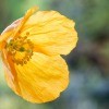 A yellow Welsh poppy in bloom.