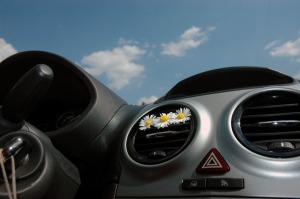 Car dashboard vent filled with a row of daisies