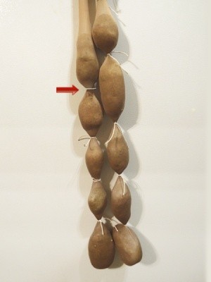 Hanging potatoes in pantyhose.