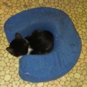 Neck Pillows for Kitten Playtime