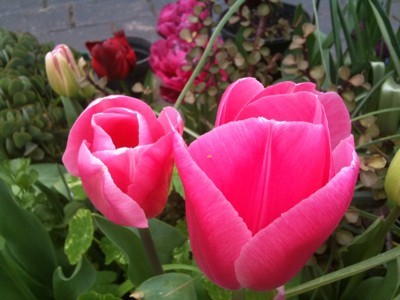 A garden bed with tulips.