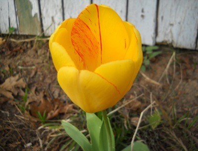 A yellow tulip with red streaks on the petals.