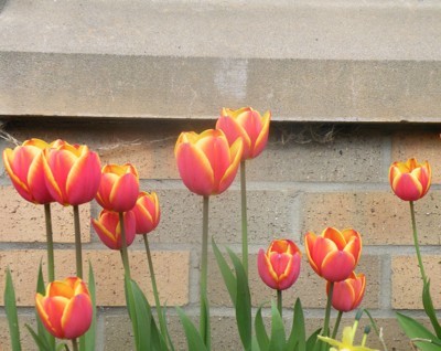 Garden: Tulips