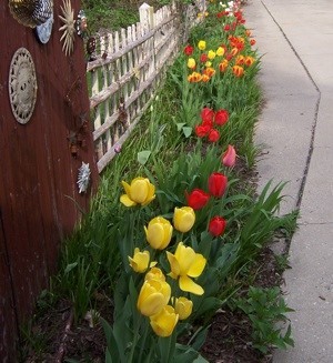 A garden bed full of different colored tulips.