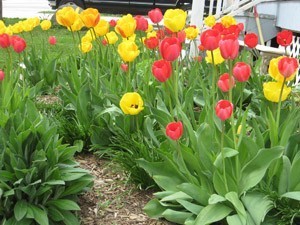 A garden bed of yellow and red tulips.