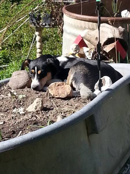 Avasun (Australian Shepherd and Terrier)