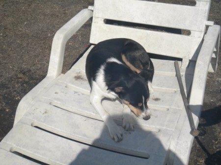 Avasun lying on a plastic lawn chair.