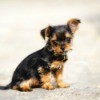 Yorkshire Terrier Chihuahua Mix