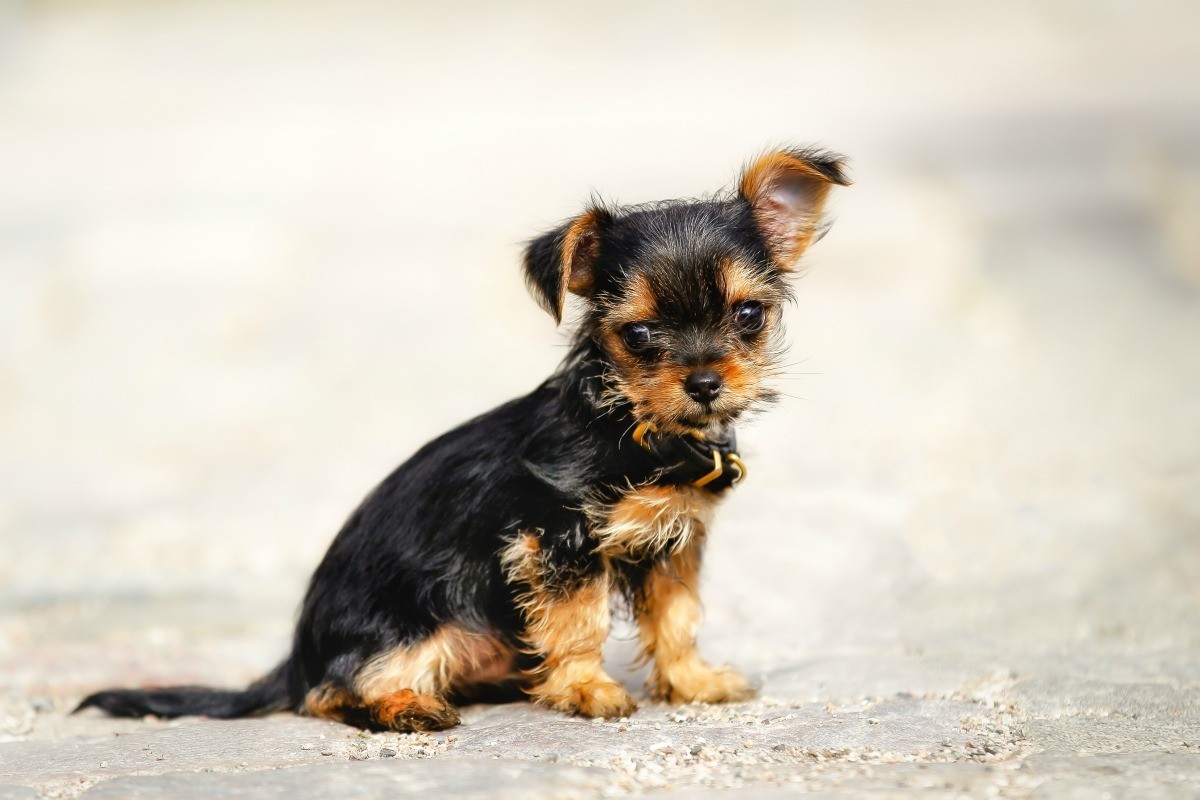 yorkshire terrier mixed