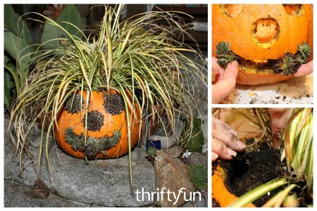 Making a Jack-O'-Lantern Planter