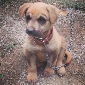 tan puppy with brown collar