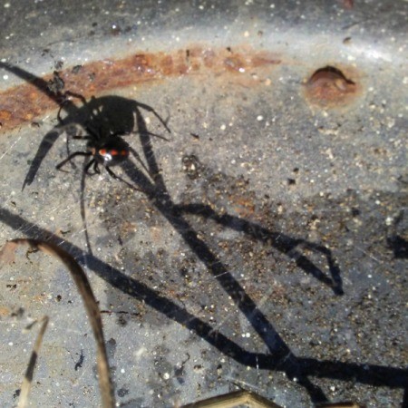 A black widow outside.