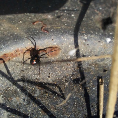 A black widow outside.