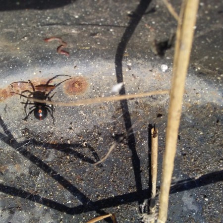male black widow spider under a flowerpot