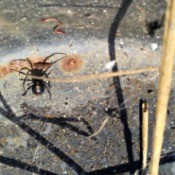 male black widow spider under a flowerpot