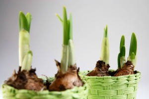 Green shoots from bulbs planted in green pots.