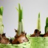 Green shoots from bulbs planted in green pots.