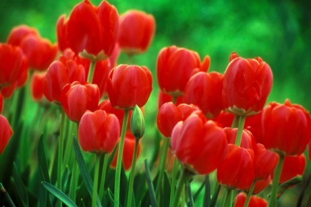 Red tulips in bloom.