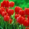 Red tulips in bloom.