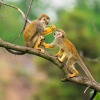 Two squirrel monkeys sitting on a branch.