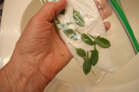 Sheep Sorrel for Removing Warts