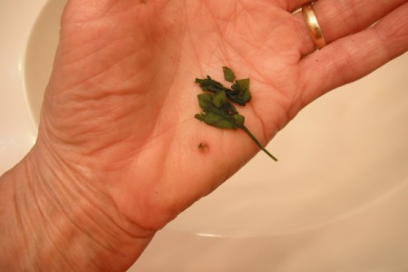 Placing sheep sorrel on a wart.