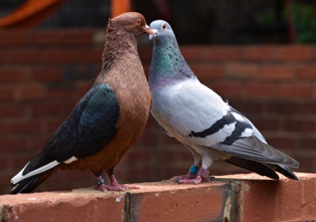 two pigeons on a brick wall at zoo