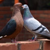 two pigeons on a brick wall at zoo
