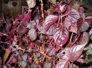 plant with dark red leaves