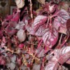 plant with dark red leaves