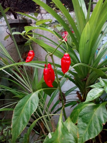 bright red chili peppers hanging on plant
