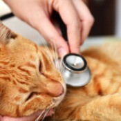 An orange cat being checked out by a vet.