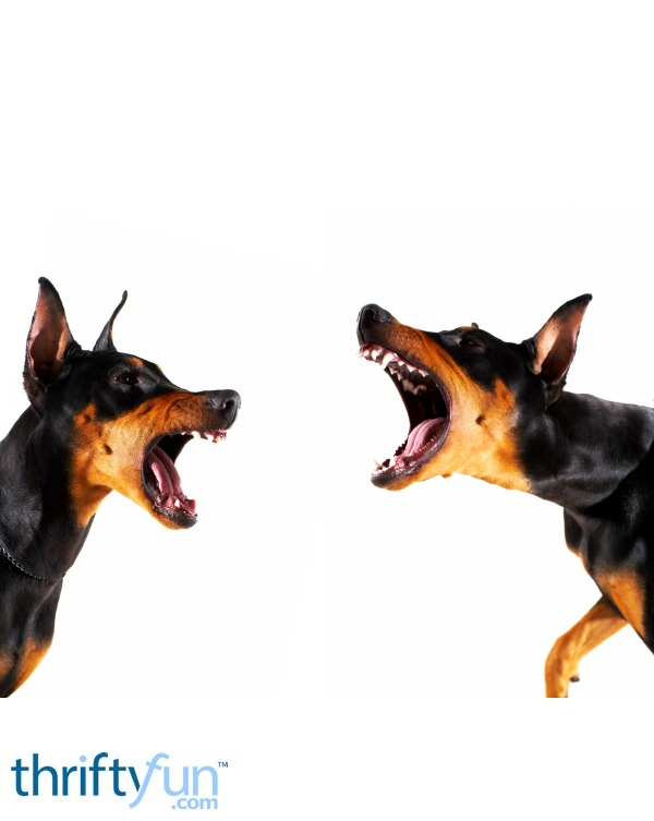 Dealing With A Protective Dog at Home ThriftyFun