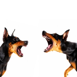 Two protective Doberman Pinchers barking at each other.