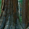 Redwood trees in California.