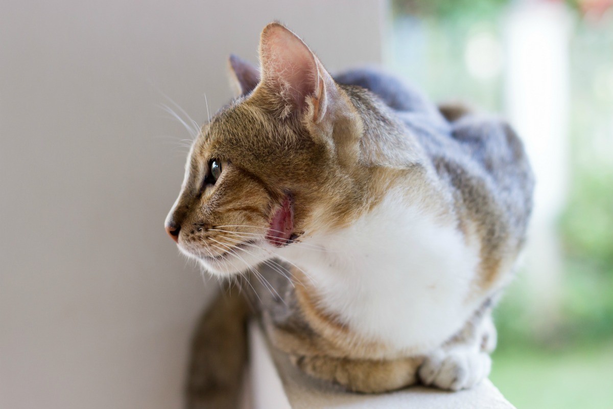 cat abscess treatment cost