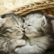 Kittens sleeping in a basket.