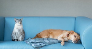 A cat and a dog on a blue sofa.