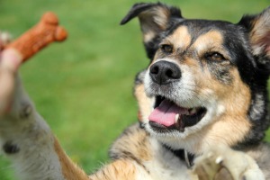 A dog being trained with a treat.