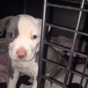 puppy standing in crate