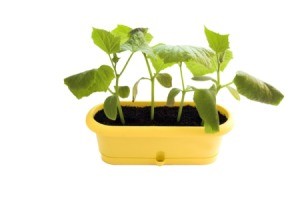 Cucumber plants growing in a container.