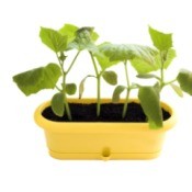 Cucumber plants growing in a container.