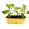 Cucumber plants growing in a container.
