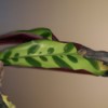 long light green leaf with darker markings