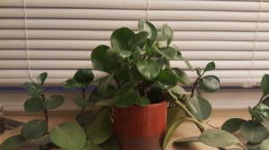 trailing houseplant with thickish stems and medium sizes green leaves